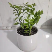 گل‌های زیبا و سرحال