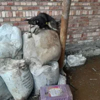 سگ هاسکی