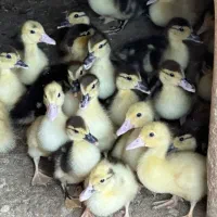 فروش جوجه اردک
