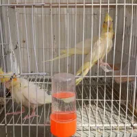 عروس هلندی دستی و دوست‌داشتنی