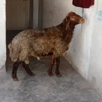 قوچ