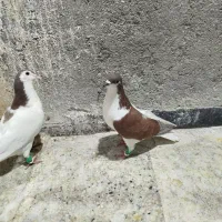 کبوتر صید