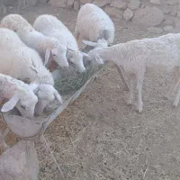 فروش بره ماده دو رگه اصف و لاکن و رومانوف