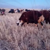 بره چاق چاق
