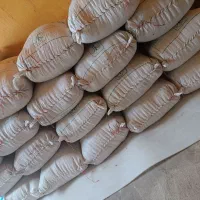 گندم ساورز برای فروش