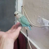 جوجه کوتوله نرمه خور