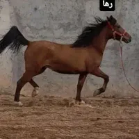 اسب درجه یک