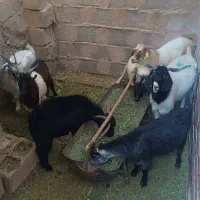 گوسفند کره نر