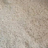 فروش برنج درجه یک چمپا ،اصیل