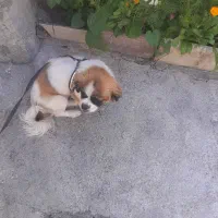 سگ پاکوتاه