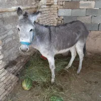اولاغ ماده گله ای