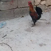 خروس محلی