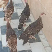 تعداد بوغلمون برنز سینه‌پهن