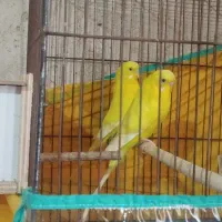 مرغ عشق