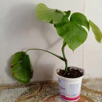 گل طبیعی|گل و گیاه طبیعی|کرمانشاه, |دیوار