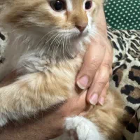 واگذاری دو گربه نر و‌ماده