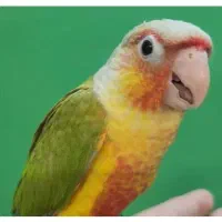 طوطی گرینچیک