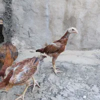 جوجه لاری