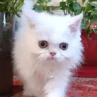 گربه پرشین سفید