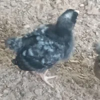 جوجه مرغ گلپایگان نزدیک به یک ماهه
