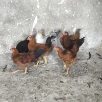 نیمچه خروس