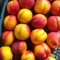 کارگر برای سورت در سردخانه