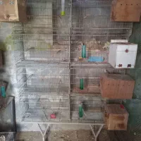 قفس هشت خان وکاسکویی