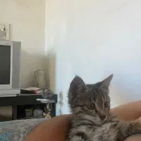 واگذاری رایگان بچه گربه
