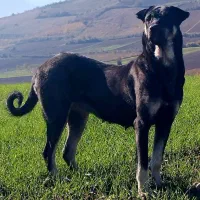 سگ پژدرماده