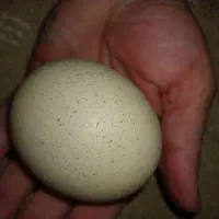 الماس آسیاب