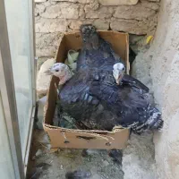 بوقلمون کرچ