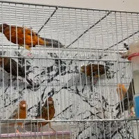 قناریهای سوخته ای،دارچینی سو قدیم
