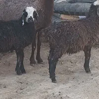 میش آبستن و دو بره شال