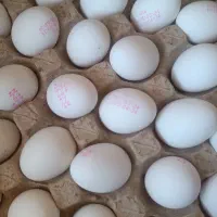 تخم مرغ شانه ای ۳۵۰هرار تومان ارسال رایگان