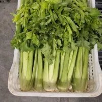 کرفس تازه عمده سبزی‌خردکنی، آبمیوه و کارگاه غذایی