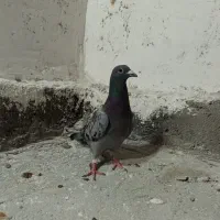 کبوتر رنگی ۱۵۰