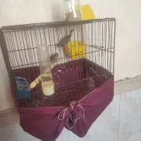 پرنده|پرنده|گهواره, |دیوار