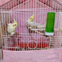 فروش عروس هلندی نر