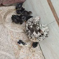 جوجه گلین