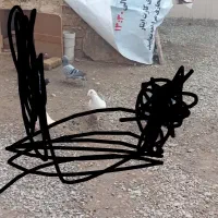 کفتر|پرنده|تربت‌حیدریه, منظر|دیوار