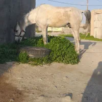 اسب