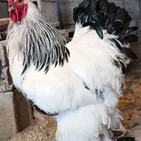 تخم نطفه دار برهما