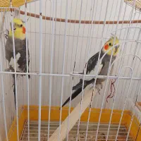 عروس هلندی نژاد خاکستری