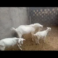 نر بز و بزغاله نر