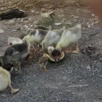 جوجه غاز