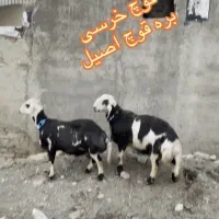 بز میش بره قوچ
