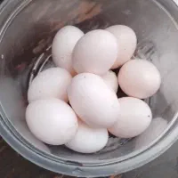 تخم کبوتر خوراکی