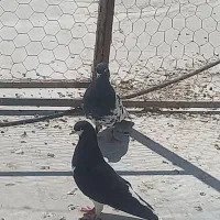 کبوتر