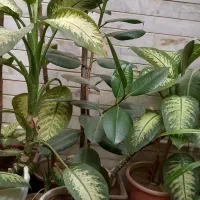 گل فیکوس بسیار زیبا و شاداب