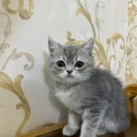توله گربه اسکاتیش